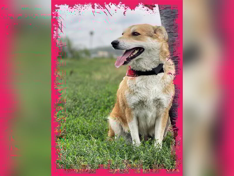 Sanfte Dina sucht Ihr Körbchen