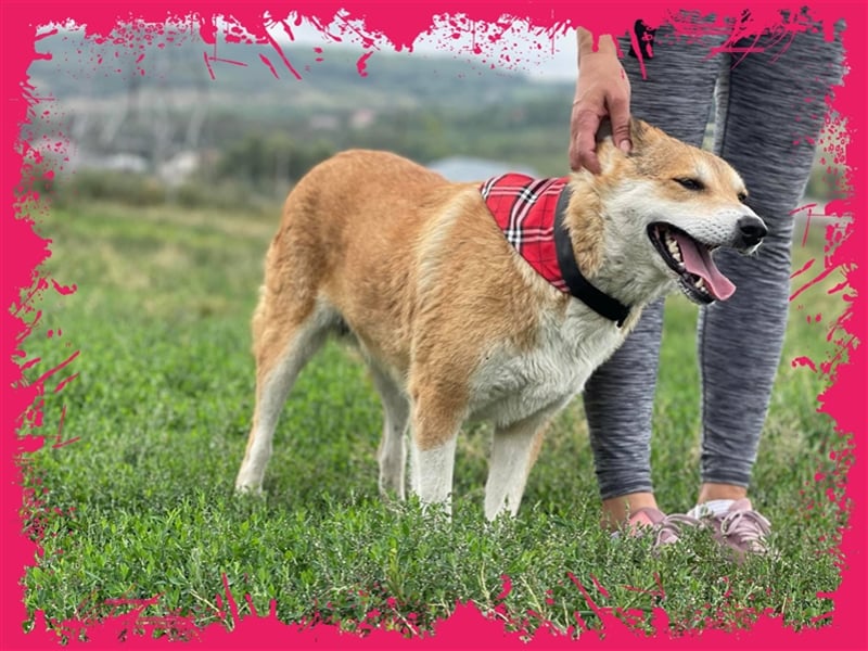 Sanfte Dina sucht Ihr Körbchen