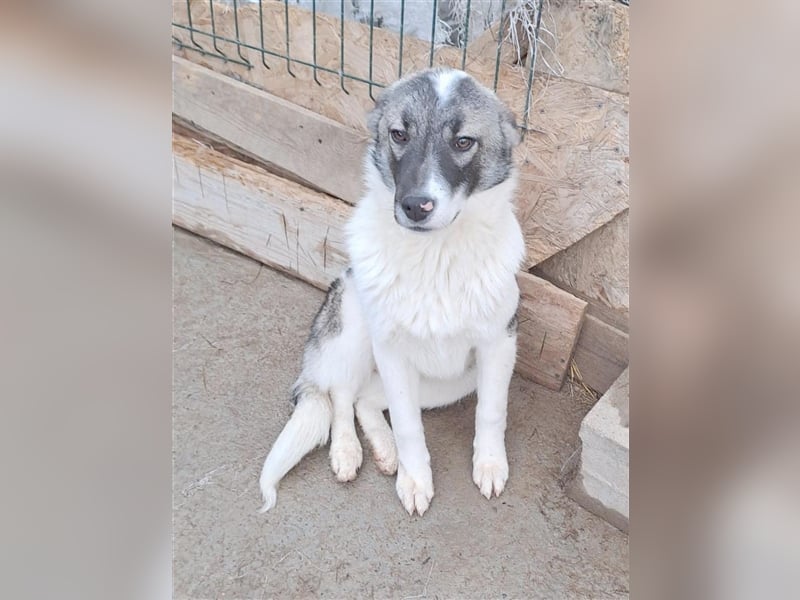 Sanfter Junghund Caiden sucht Euch