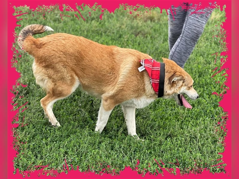 Sanfte Dina sucht Ihr Körbchen