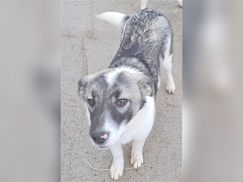 Sanfter Junghund Caiden sucht Euch