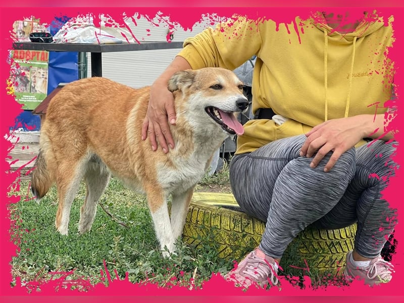 Sanfte Dina sucht Ihr Körbchen