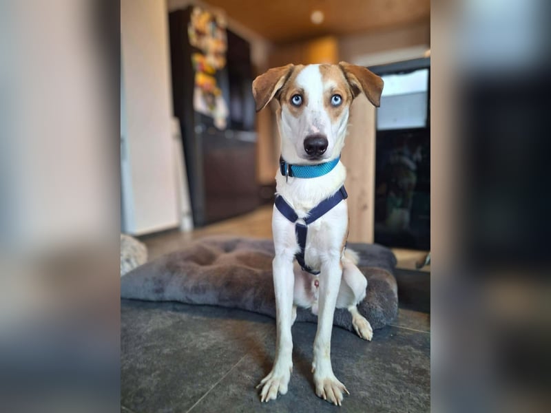 Khany - ist anhänglich&verschmust