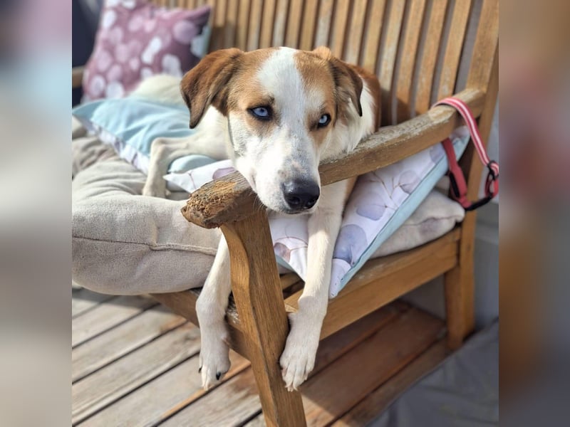 Khany - braucht Geduld&positive Bestärkung