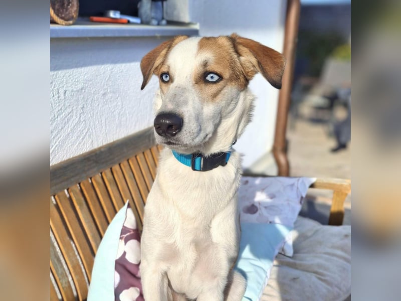 Khany - braucht Geduld&positive Bestärkung