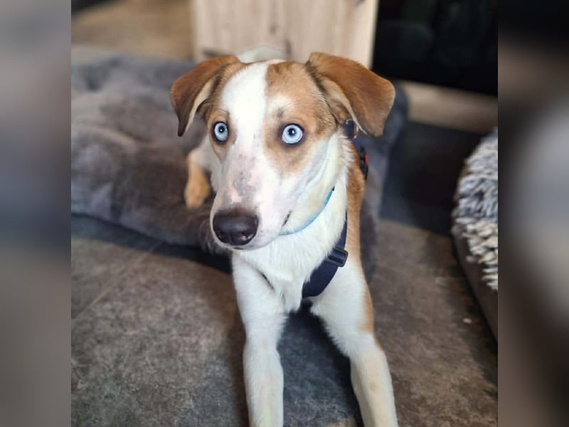 Khany - ist anhänglich&verschmust