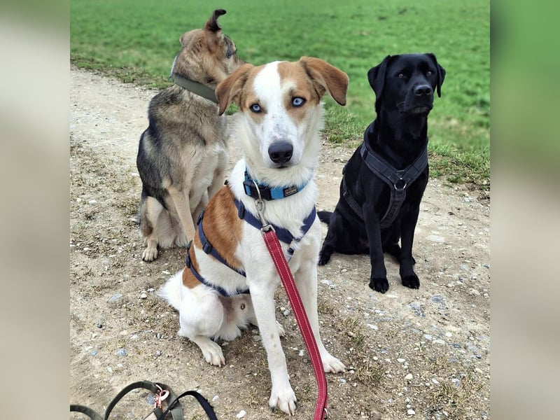 Khany - braucht Geduld&positive Bestärkung