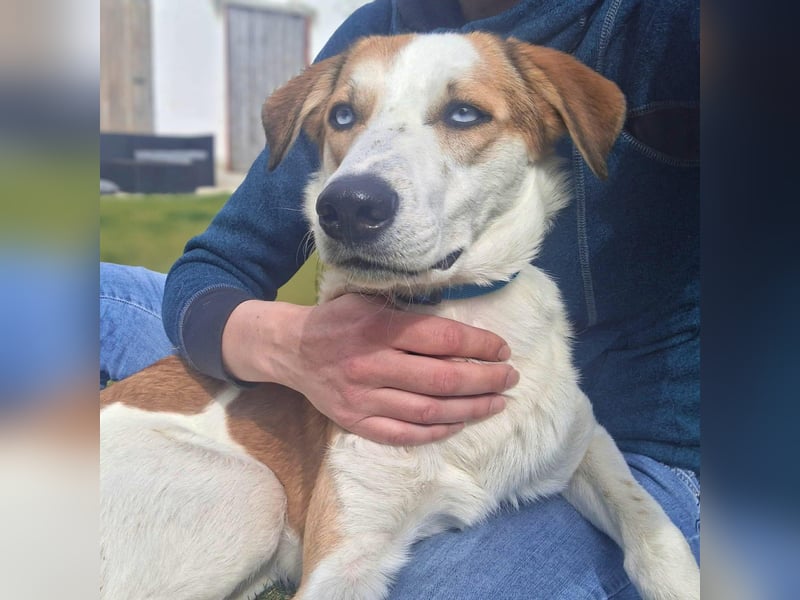 Khany - braucht Geduld&positive Bestärkung