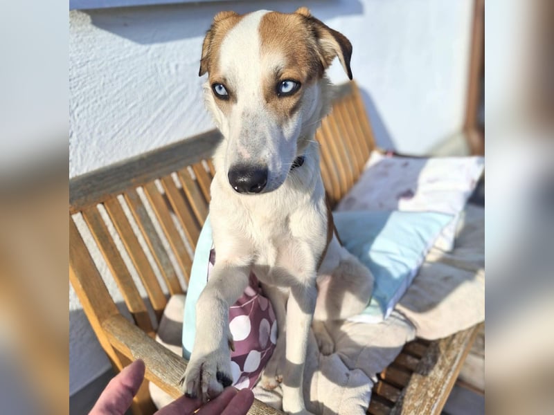 Khany - braucht Geduld&positive Bestärkung