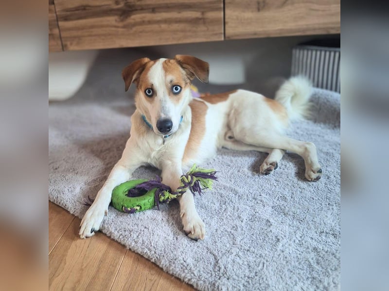 Khany - braucht Geduld&positive Bestärkung