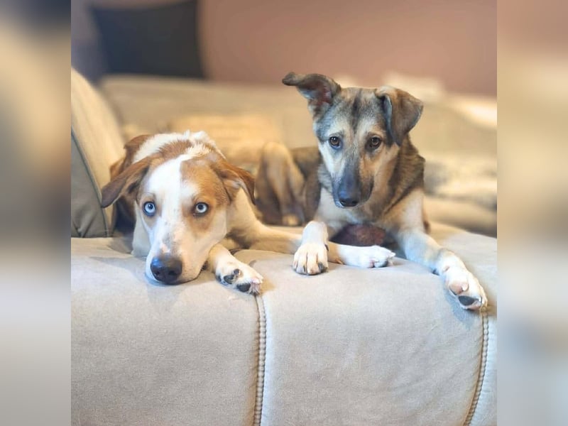 Khany - ist anhänglich&verschmust