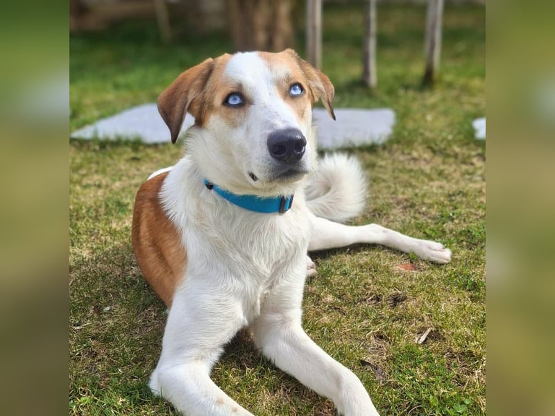 Khany - braucht Geduld&positive Bestärkung