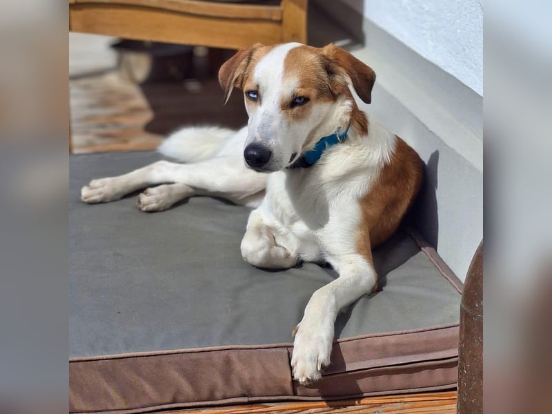 Khany - braucht Geduld&positive Bestärkung