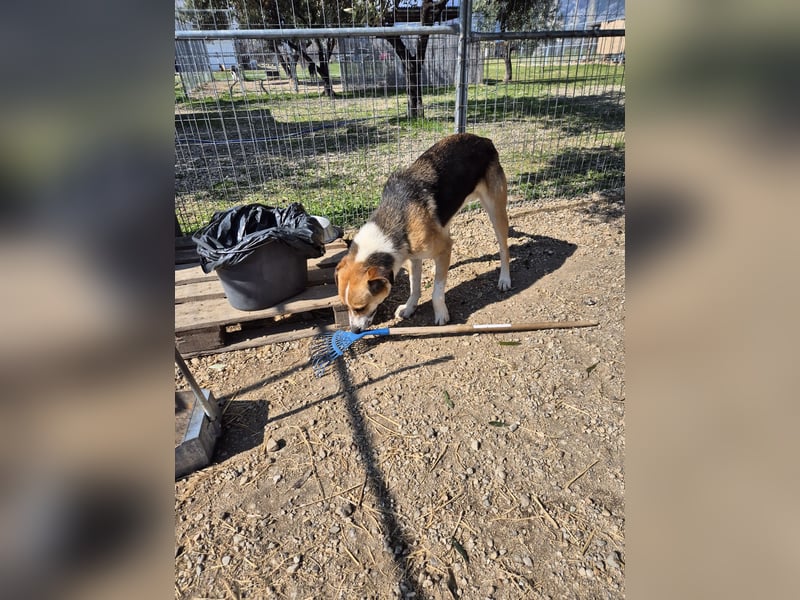 Thor - Traumhund sucht Familie