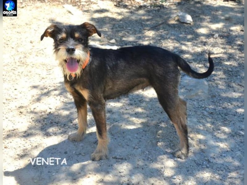 ❤️VENETA❤️