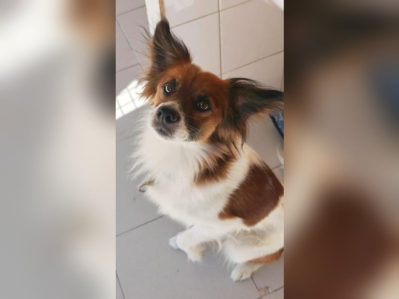 ❤️ PAQUITO ❤️