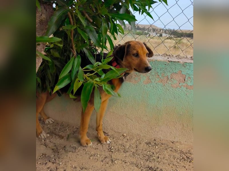 ❤️ NICA ❤️