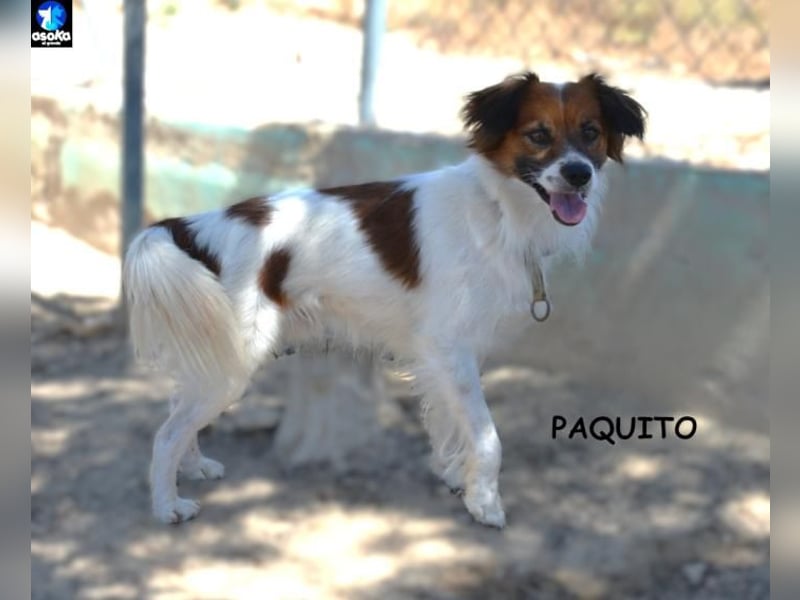 ❤️ PAQUITO ❤️