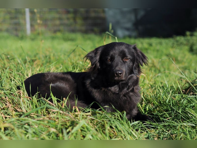 Paula wartet in 64720 Michelstadt