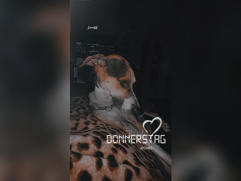 Rüde in gute Hände abzugeben