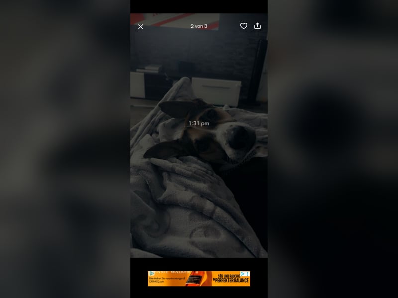 Rüde in gute Hände abzugeben