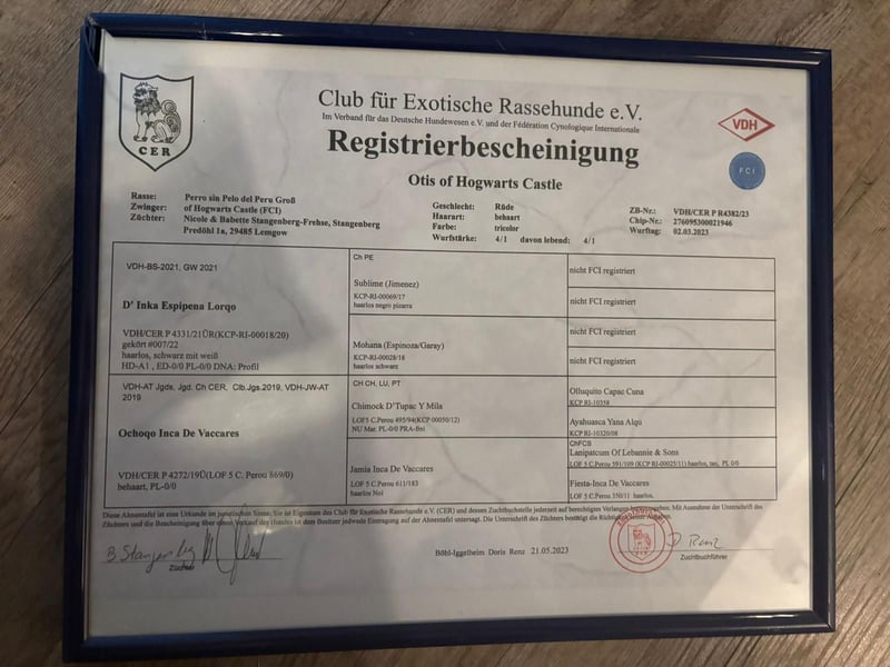 Rüde in gute Hände abzugeben