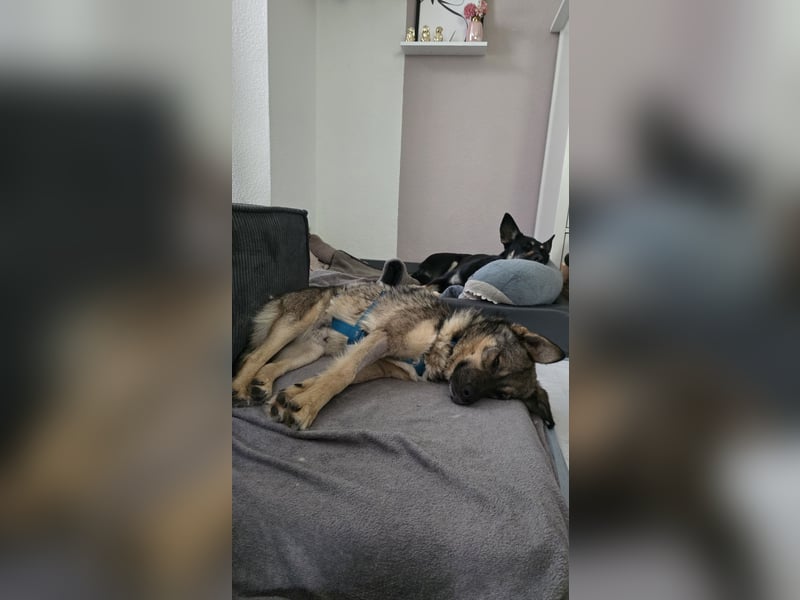 Timon - offen,herzlich&immer dabei