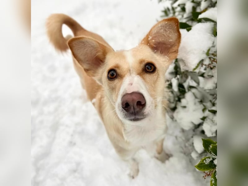 Monty - sucht Nähe bei vertrauten Menschen