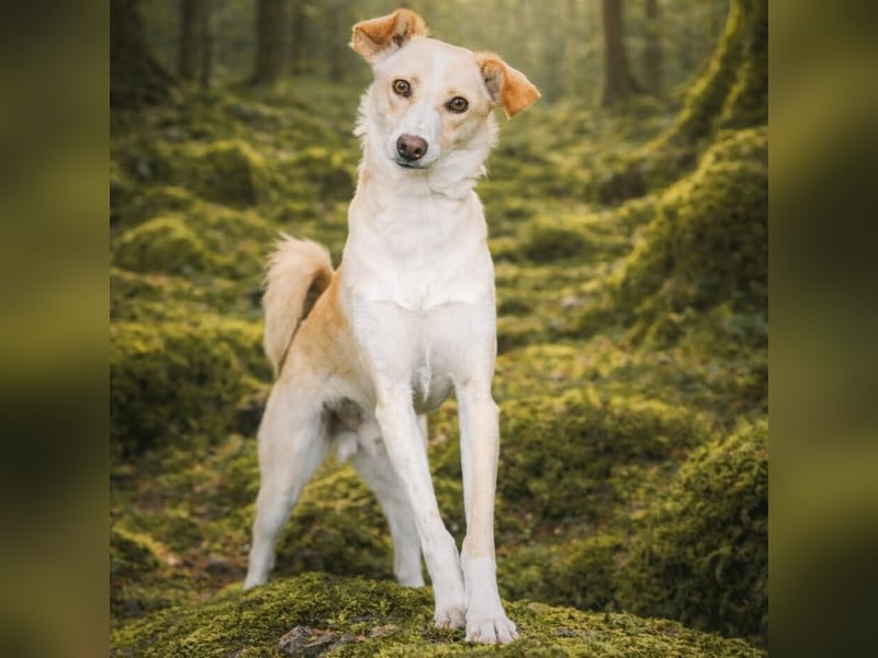 Monty - sucht Nähe bei vertrauten Menschen