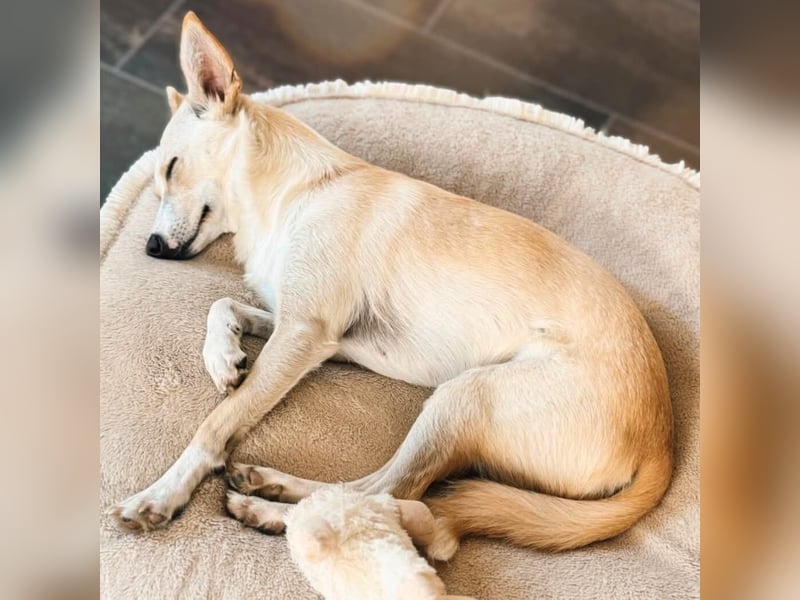 Monty - sucht Nähe bei vertrauten Menschen