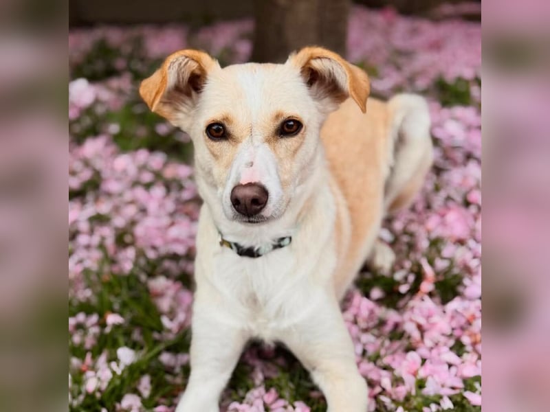 Monty - sucht Nähe bei vertrauten Menschen