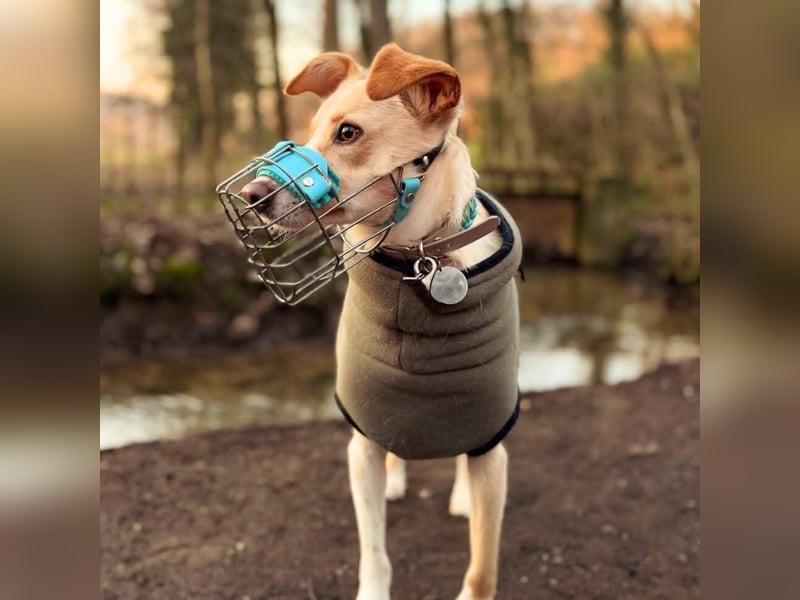 Monty - sucht Nähe bei vertrauten Menschen