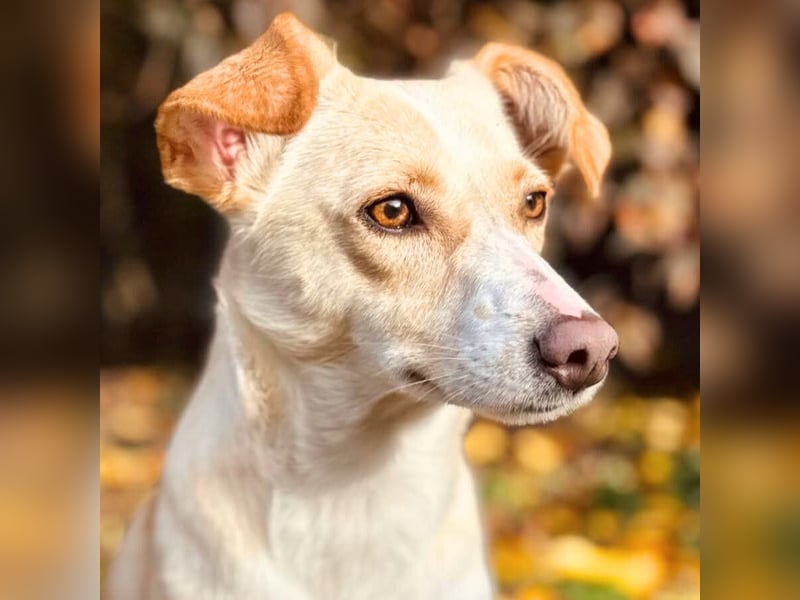 Monty - sucht Nähe bei vertrauten Menschen