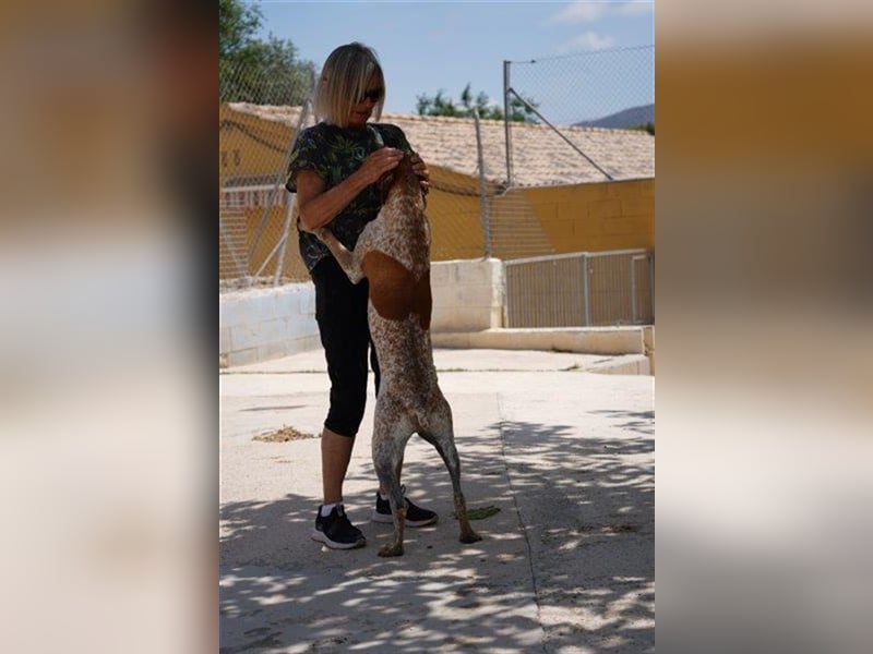Traumhund Alex sucht sein Körbchen