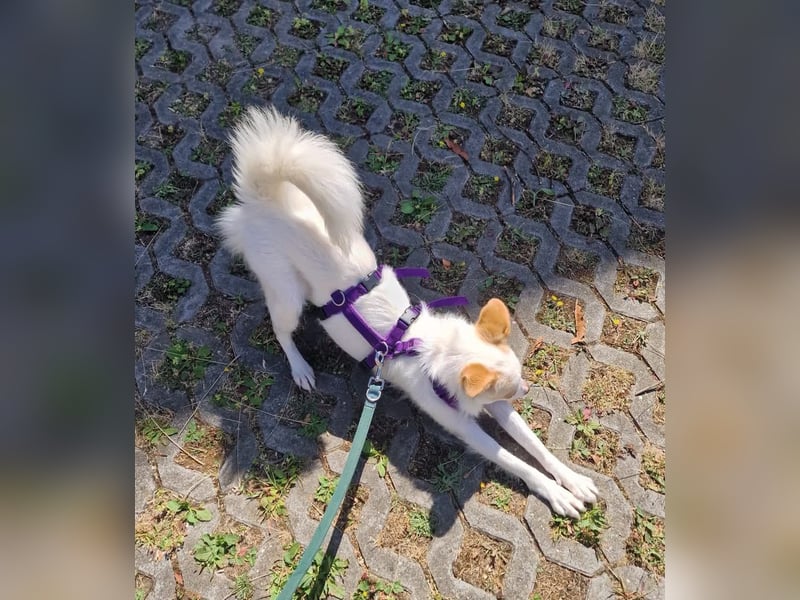 Pamela