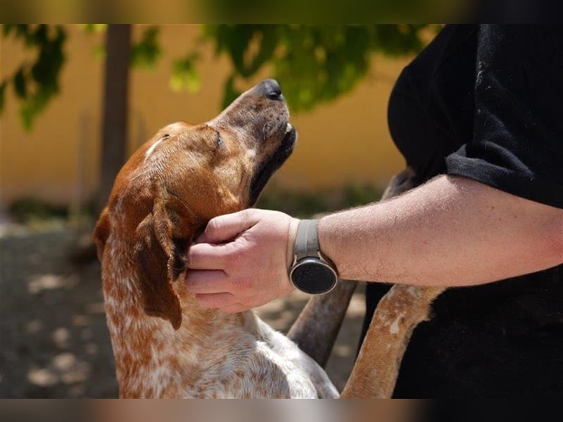 Traumhund Alex sucht sein Körbchen