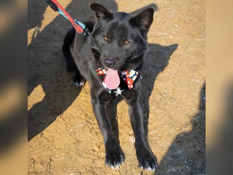 Pablo - schwarze Schönheit, lieb, gelehrig