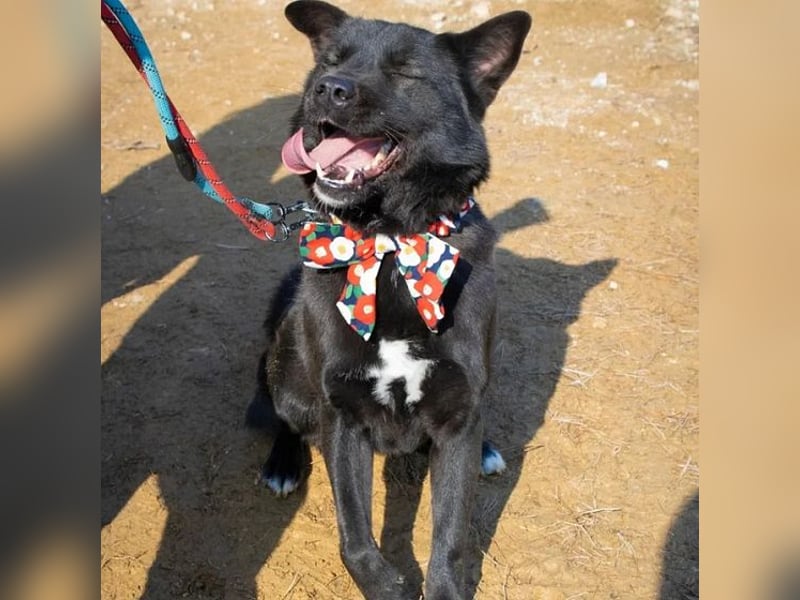 Pablo - schwarze Schönheit, lieb, gelehrig