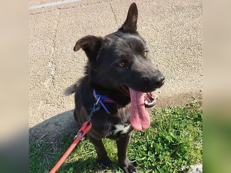 Pablo - schwarze Schönheit, lieb, gelehrig