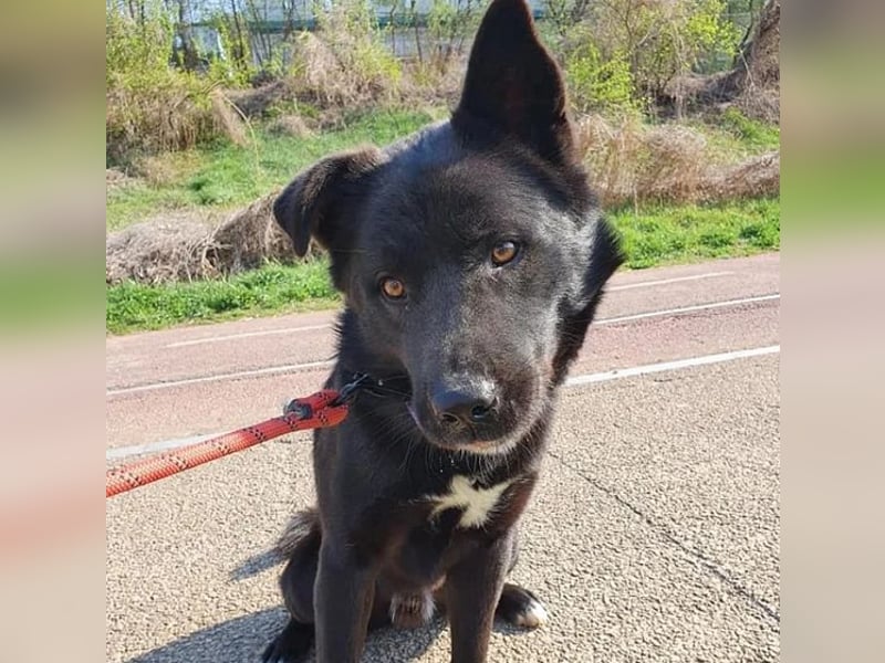 Pablo - schwarze Schönheit, lieb, gelehrig