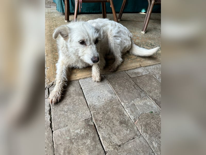 Mudi-Mix MILKY sucht eine aktive Familie...
