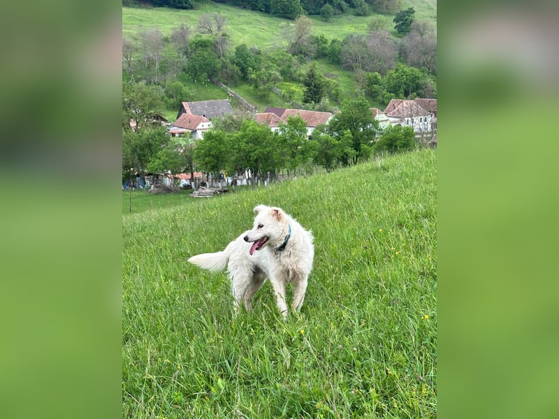 Mudi-Mix MILKY sucht eine aktive Familie...
