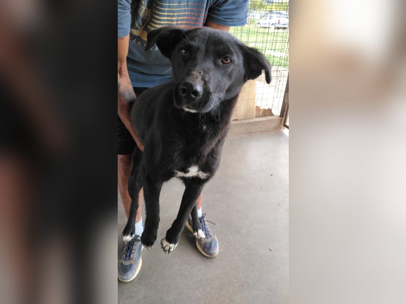 KARA mit dem goldenen Herz sucht ihre Familie!