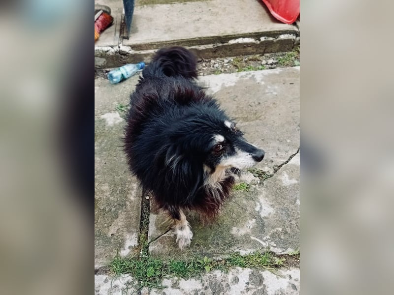 Ältere Lady RUBY sucht ihr Für-immer-Zuhause!!!