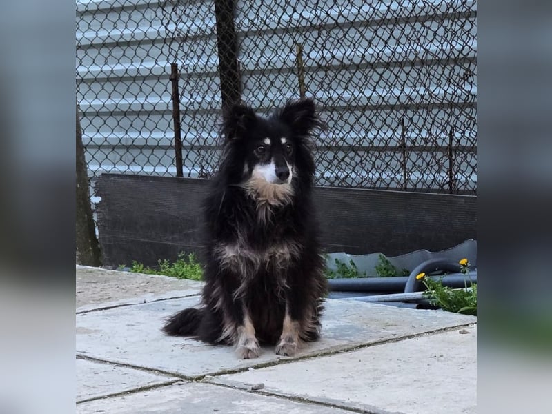 Ältere Lady RUBY sucht ihr Für-immer-Zuhause!!!