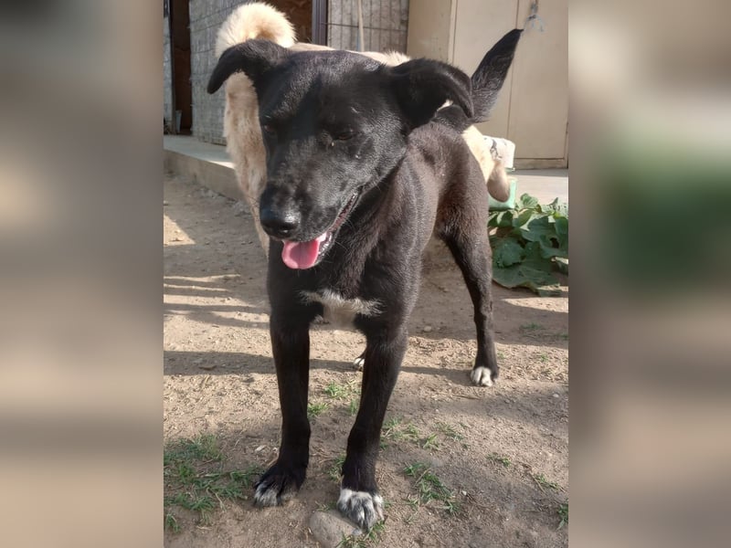 KARA mit dem goldenen Herz sucht ihre Familie!