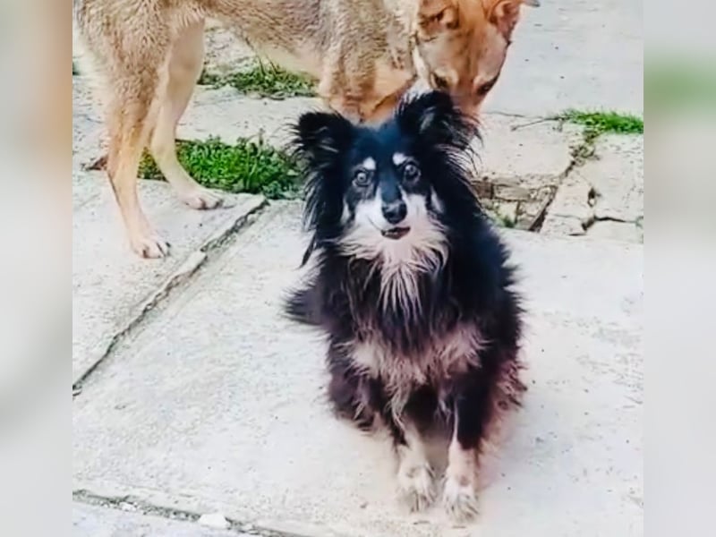 Ältere Lady RUBY sucht ihr Für-immer-Zuhause!!!