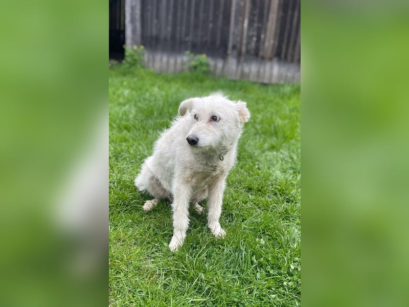 Mudi-Mix MILKY sucht eine aktive Familie...