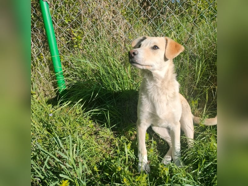 Verspielte LAICA sucht ihre Familie!