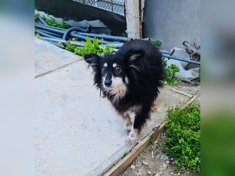 Ältere Lady RUBY sucht ihr Für-immer-Zuhause!!!